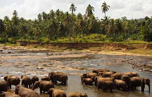 Uda Walawe National Park